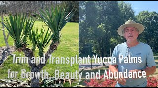 Yucca Palms How to Trim Yuccas to look like Palm trees and transplant the limbs to become new plants