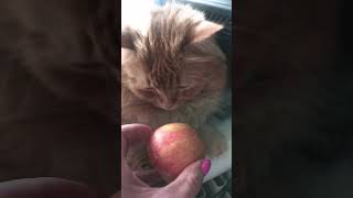 Red Cat Pomidor and apple