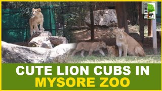 Cute Lion Cubs in Mysore zoo | Attracts Visitors | 2023