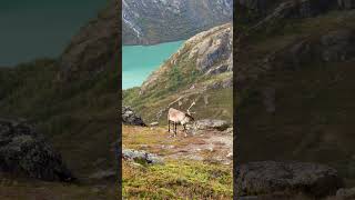 Norwegian reindeer captured in Jotunheimen national park!🇳🇴 #nordicnature #Norway #hiking #nature