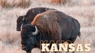 From Boot Hill to Bison | Kansas' Top 3 Can't-Miss Attractions