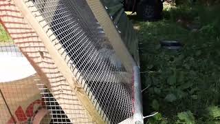 Chicken tractor setup