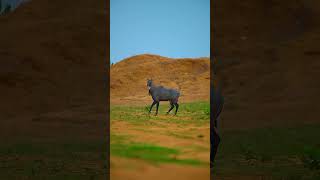 Nilgai-Only found in India #nature #animals #wildlifeslog #shortyoutube #shortsfeed