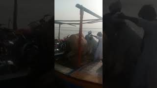 How Camel Sit In Boat ?? Indus River