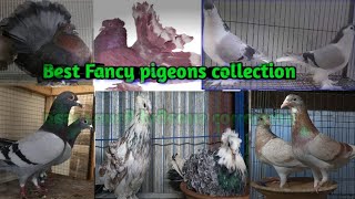 Fancy pigeon collection||best fancy pigeon|Fancy Pigeon Farm in India||fancy pigeon fair