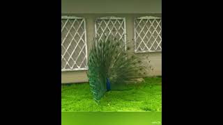 Beautiful Peacock Spreading His Feathers || Amazing View @divineriver