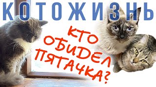 КТО ОБИДЕЛ ПЯТАЧКА❄️ПИРАТИК ЛЕЧИТ ТЁПУ и другие истории 😻 КОТОЖИЗНЬ!