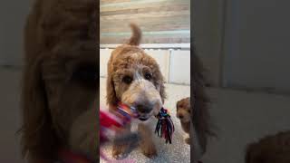 A Day In The Life Of A Goldendoodle Breeder #puppies #goldendoodlepuppy #dayinthelife