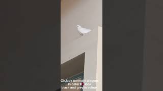 White Pigeon