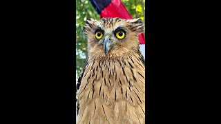 BUFFY FISH OWL (Bali)