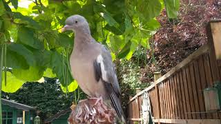 one eyed wood pigeon playing statues outside 31 August