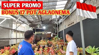 SUPER PROMO‼️ Aglonema Penuh Diskon, GRATIS untuk 17 Orang Pembeli Pertama ~ 568