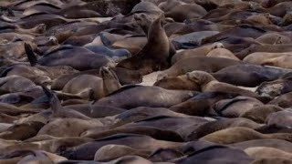 Centenas de leões-marinhos descansam e interditam praia da Califórnia, nos EUA