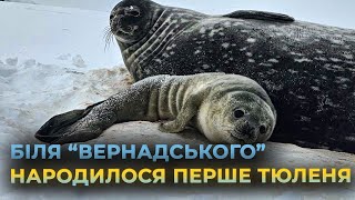 Новонароджене тюленятко виду Венделла сфотографували українські полярники