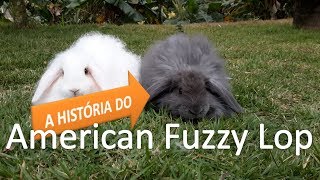 A Historia do American Fuzzy Lop | Raças de Coelhos