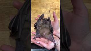 Have You Seen a Pregnant Bat Before? It's My First Time Too 😂🦇