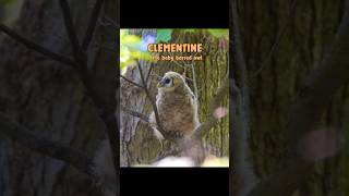 Baby barred owl with orange plumage #babyowls #barredowl