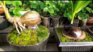 Koleksi Bonsai Kelapa Om Dedy Payakumbuh