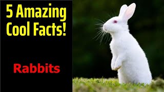 5 Fascinating Facts About Rabbits