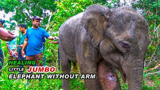 Three-Legged Hero: Rescuing a Wounded Baby Elephant in the Wild