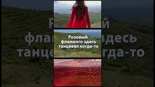 Розовый фламинго Cover by STAYSY (Lyrics) #shorts