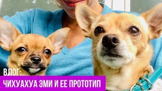 Две собаки лучше, чем одна. Чихуахуа знакомятся. Атака на вилку! #amydog