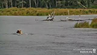 "Jolly" & the Slippery Fish? Katmai Subadult Brown Bear at Brooks River Naknek Lake - Explore.org