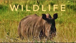 What is AFRICA Like? Into-The-WILD