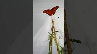 Gulf fritillary trying out his wings for the first time 🦋