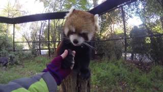 A Zookeeper's View of Breakfast with a Red Panda