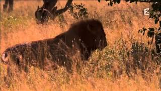 Lions VS hommes   documentaire animaux sauvages complet HD 720p