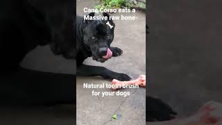 Cane Corso eats a MASSIVE raw bone. #italianmastiff #canecorso #shorts