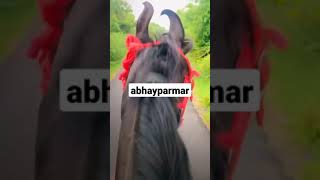 #abhayparmar11 #ap #raja #keshod #india #gujarat #junagadh #near #trending #viral #youtube