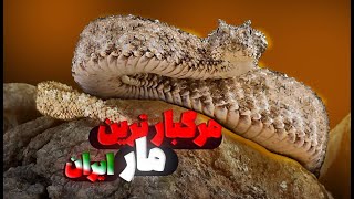 شگفت انگیز ترین مار ایران و جهان | تو تله‌ش نیفت ! 😈