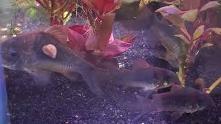 One Huge Emerald Corydoras