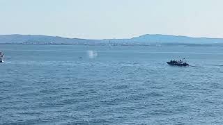 August 26, 2024 Whale watching, Reykjavik