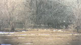 Pintail ducks on a pond