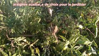 lutte biologique en permaculture l'araignée un atout pour le jardinier.#araignée .#permaculture