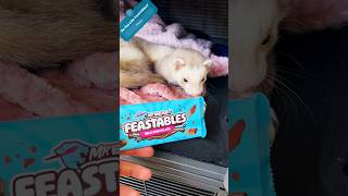 I’ve Made a FREE Feastables Commercial 🐭🐭 Cinnamon & Sassy