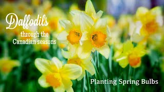 How to: Planting Bulbs in Fall for Spring Flowers