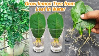 How to grow lemon trees from lemon leaves in water