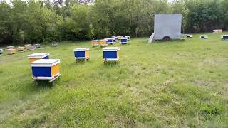 Beekeeping. Наш облетник.