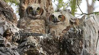 Canadian cobra chickens terrorize baby owls