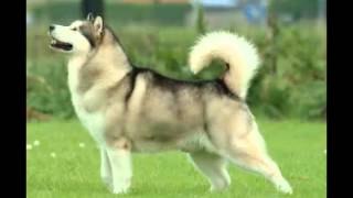 Alaskan Malamute Fast Facts