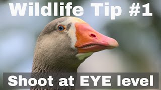 Wildlife Photography Tip #1: Shoot at EYE level