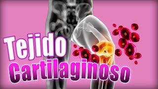 TEJIDO CARTILAGINOSO 🔬: hialino, elástico y fibroso. Tipos de articulaciones | Histología