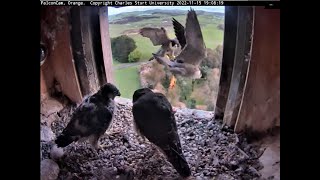 CSU Orange Peregrine Falcons, Prey Delivery and Great hovering (with slo-mo) 2022 11 15