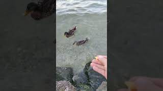 Feeding Mallards