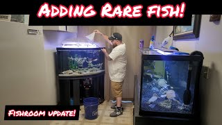 ADDING RARE ALBINO FISH TO HUGE  CORNER BOWFRONT AQUARIUM!