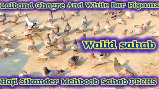 Haji Sikander Mehboob Sahab PECHS | Lalband Ghagre And White Bar Pigeons |  Walid sahab Pigeons Loft